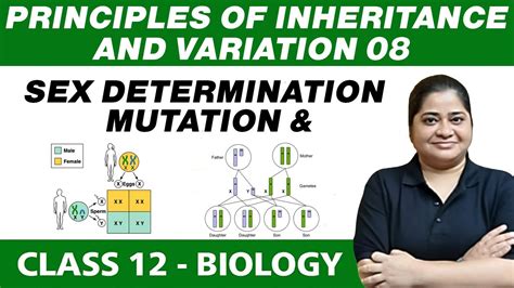 Principles Of Inheritance And Variation 08 Sex Determination