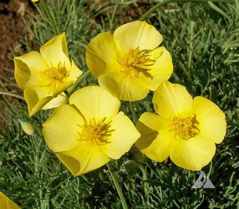 Dwarf California Poppy (Eschscholzia caespitosa) | Applewood Seed Co.