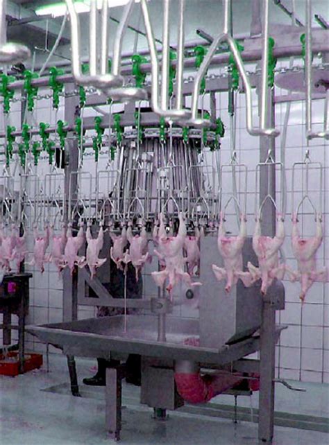 Sample Factory Layouts 6000 Birds Per Hour Layout Poultry Processing Equipment