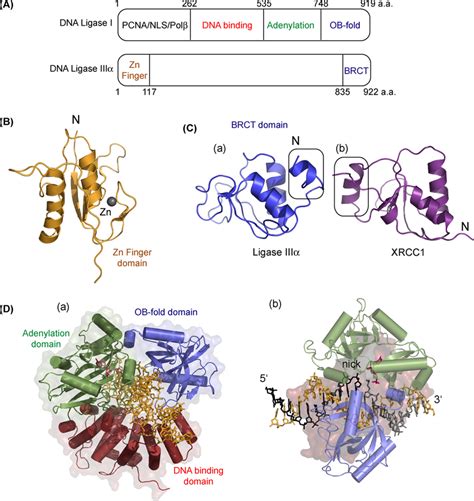 Structures Of Dna Ligase Domains And Dna Complex A Domain