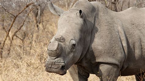 South Africa lifts its ban on rhino horn trade