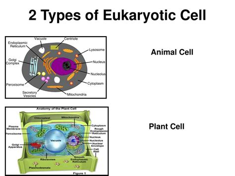 Types Of Eukaryotic Cells