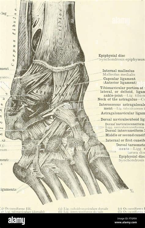 Un atlas de anatomía humana para estudiantes y médicos 1919 Fotografía