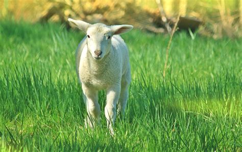 Free Images Nature Grass Field Lawn Meadow Prairie Sweet Cute