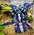 Poecilotheria metallica - Wikimedia Commons