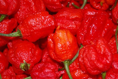 Revelan cuál es el nuevo pimiento más picante del mundo Sal pr