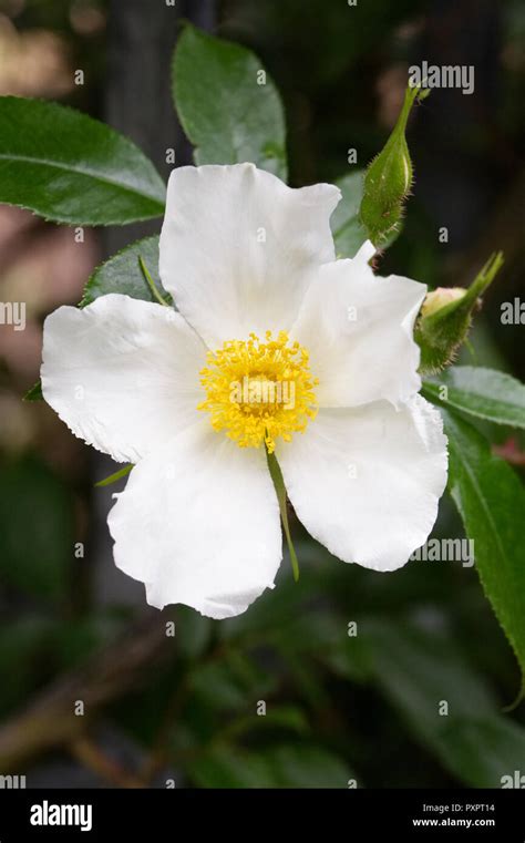 Rosa Laevigata Cooperi Flower Stock Photo Alamy