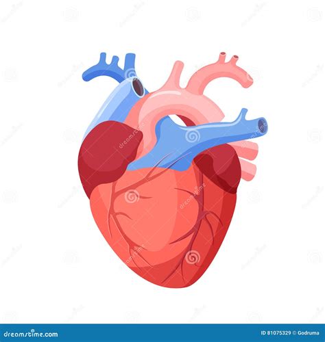 Coeur Anatomique D Isolement Organe Musculaire Dans L Humain