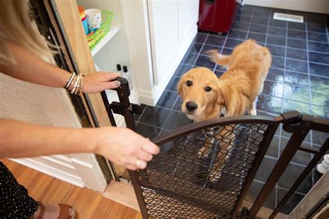 How To Puppy Proof Your House Hgtv