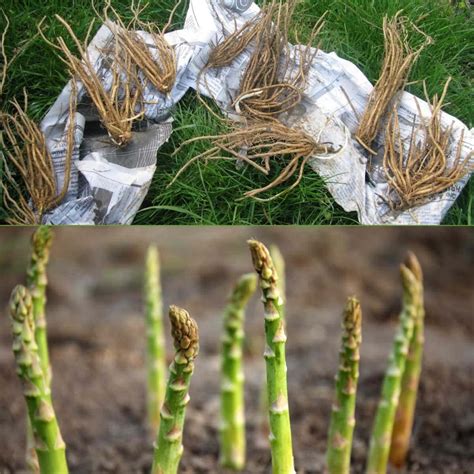 How to Plant Asparagus Crowns