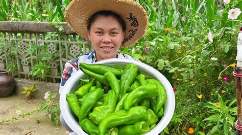 I Picked A Lot Of Chili Today To Eat歐妹摘了一盆辣椒，做個虎皮辣椒炒肉，配些小米椒爆辣下飯吃過癮