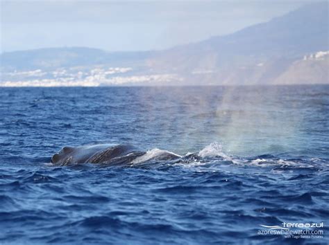 Blue Whales Azores Whale Watching Terra Azul