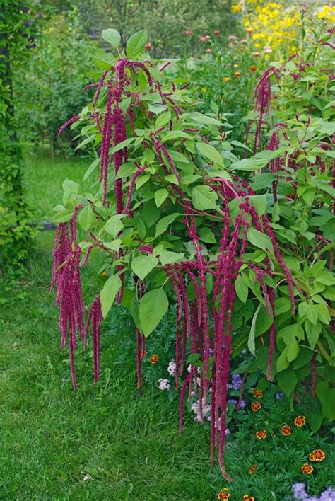 Amaranth Plant stock photo. Image of germinate, edible - 23016838