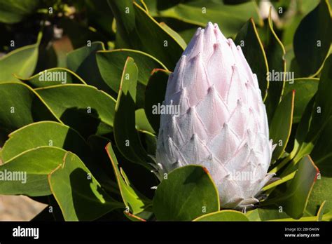 Closed Flower Head Bulb Of The King Protea Protea Cynaroides Stock