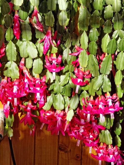 6 Christmas Cactus Fertilizer Secrets Of Commercial Growers