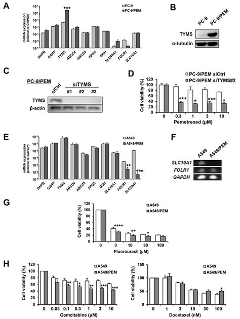 Novel drug-resistance mechanisms of pemetrexed-treated non-small cell ...