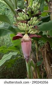 Banana Flower Banana Tree Stock Photo 290241056 | Shutterstock