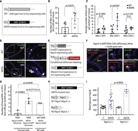 Ductal Ngn Expressing Progenitors Contribute To Adult Cell