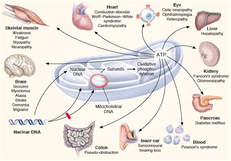 Why Parents Must Be Aware of Mitochondrial Diseases | Celebrate Woman Today