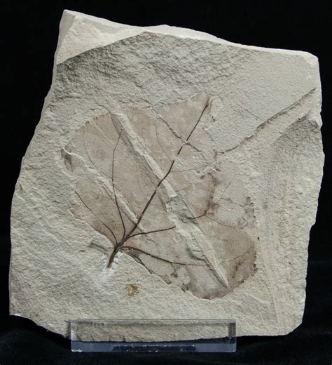 Fossil Poplar Leaf Green River Formation For Sale Fossilera