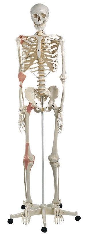 Full Body Skeleton Anatomy - Full Body Human Skeleton With Muscles ...