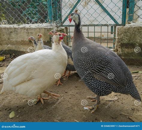 Beautiful Pair Of Guinea Fowl Bird And Chicks In The Background