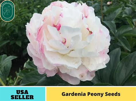 10seeds Gardenia Peony Perennial Seeds Authentic Seeds Perennial~gmo Free~~flower Seeds