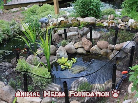 Is the box turtle enclosure outdoor? - Animal Media Foundation