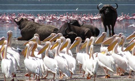 Lake Nakuru National Park Kenya | Kenya Wildlife Safaris | Birding Safaris