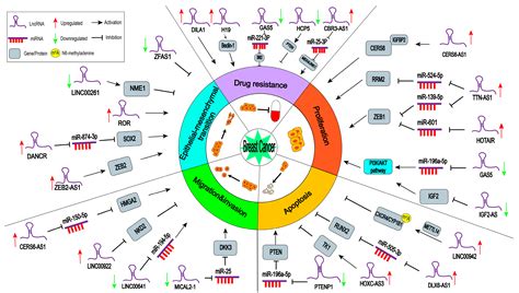 Ijms Free Full Text Roles And Mechanisms Of Long Non Coding Rnas In