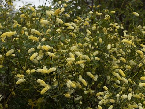 4 Grevillea Zig Zag 9080257 Australian Plants Society