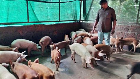 African Swine Fever Culling Of Pigs At Wayanad Farm In Kerala