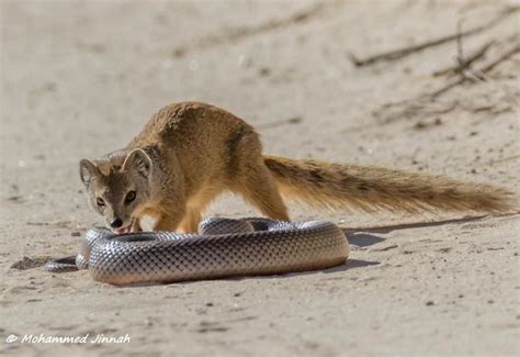 Incredible encounter: Mongoose versus snake - Africa Geographic