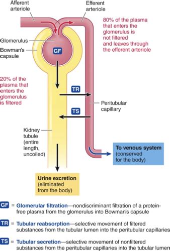 Renal Physiology Iv Tubular Secretion Flashcards Quizlet