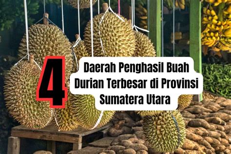 Top Daerah Penghasil Buah Durian Terbesar Di Sumatera Utara