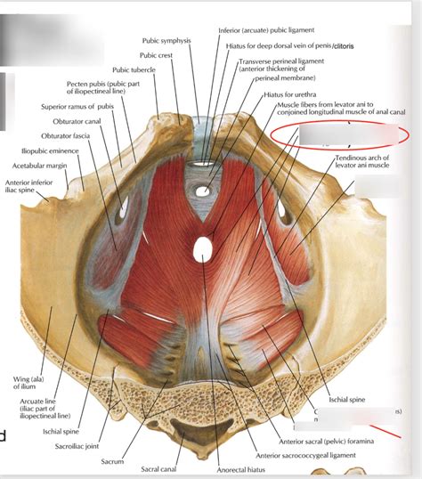 Pelvic Floor Muscles Diagram Quizlet