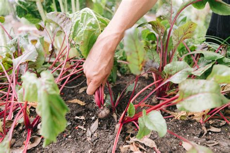 How To Know When To Harvest Beets Gardenary