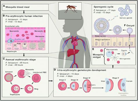 Plasmodium Cycle