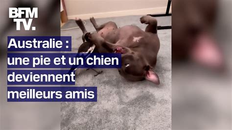 Australie Une Pie Star Des R Seaux Et Meilleure Amie D Un Chien