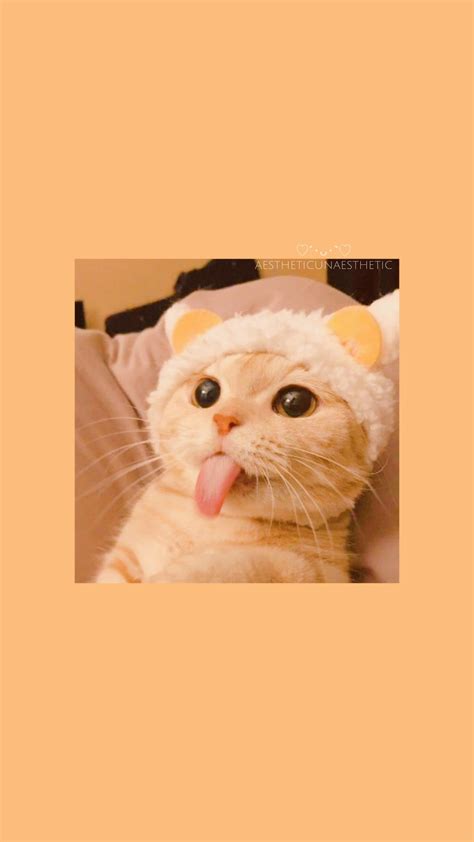 Cute Cat Wallpaper Aesthetic at Curtis Thompson blog