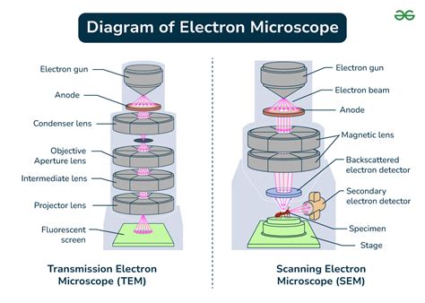 Diagram Of Electron Microscope GeeksforGeeks