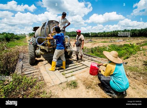 Newly planted palm tree watering activities in replanting areas during ...