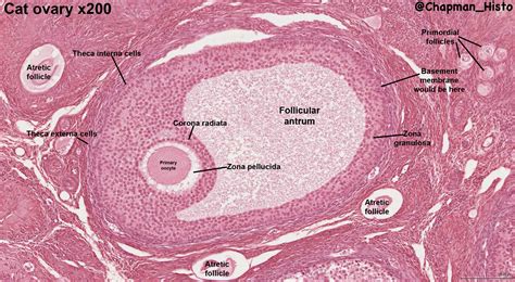 Histology Of The Ovary