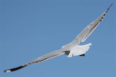 Seagulls At The Beach Free Photo Download | FreeImages