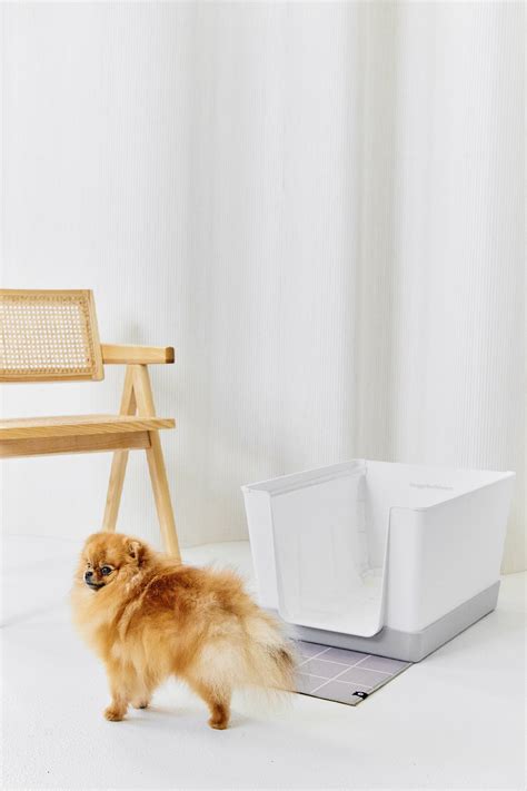 doggy bathroom training indoor dog potty solutions doggy bathroom
