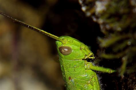 Fotoğraf Doğa Fotoğrafçılık Yaprak Fotoğraf Vahşi Hayat Yeşil