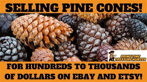 How To Make Huge Money Selling Pine Cones On Ebay And Etsy Youtube