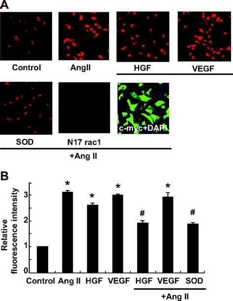 Hepatocyte Growth Factor But Not Vascular Endothelial Growth Factor