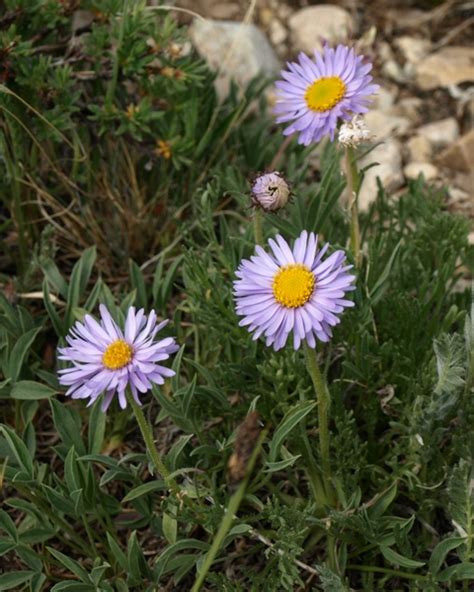 Erigeron Pinnatisectus North American Rock Garden Society