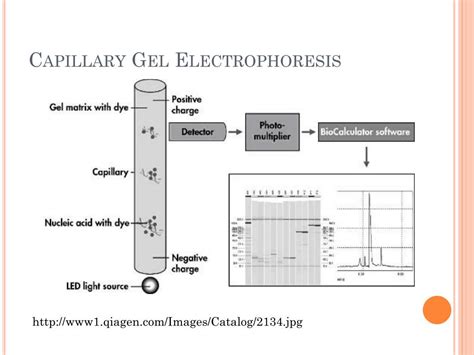 Ppt Capillary Electrophoresis Technique And Application Powerpoint Presentation Id298122